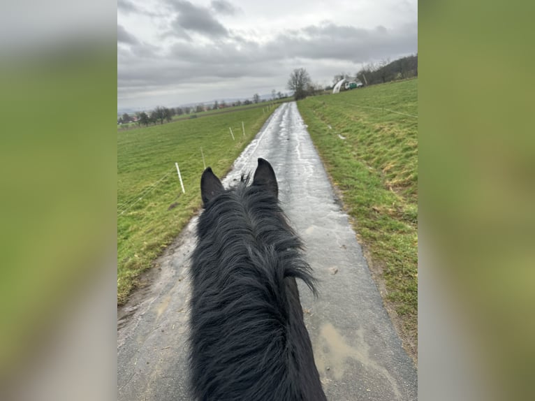 Noriker Gelding 10 years 15,2 hh Black in Hessisch Oldendorf