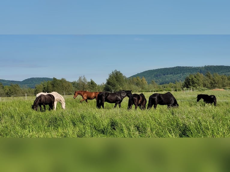 Noriker Gelding 10 years 15,2 hh Black in Hessisch Oldendorf