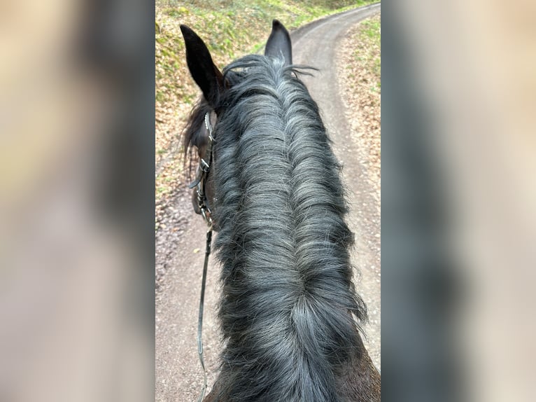 Noriker Gelding 10 years 15,2 hh Black in Hessisch Oldendorf