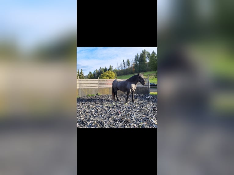 Noriker Gelding 10 years 15,2 hh Grey-Blue-Tan in Dillenburg