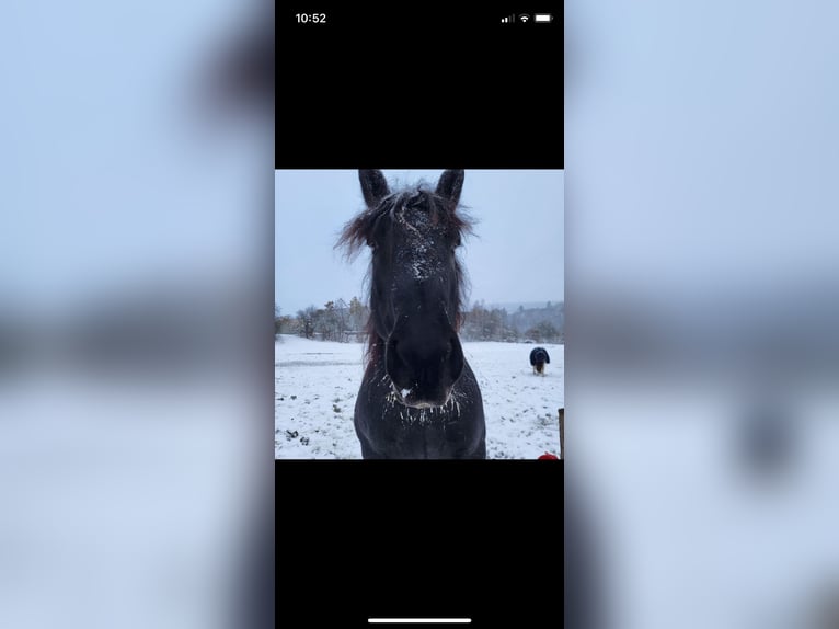 Noriker Gelding 10 years 15,2 hh Grey-Blue-Tan in Dillenburg