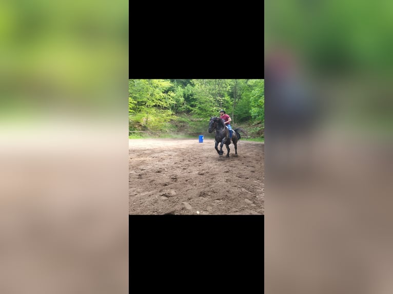 Noriker Gelding 10 years 15,2 hh Grey-Blue-Tan in Dillenburg Noriker Gelding 10 years 15,2 hh Grey-Blue-Tan in Dillenburg