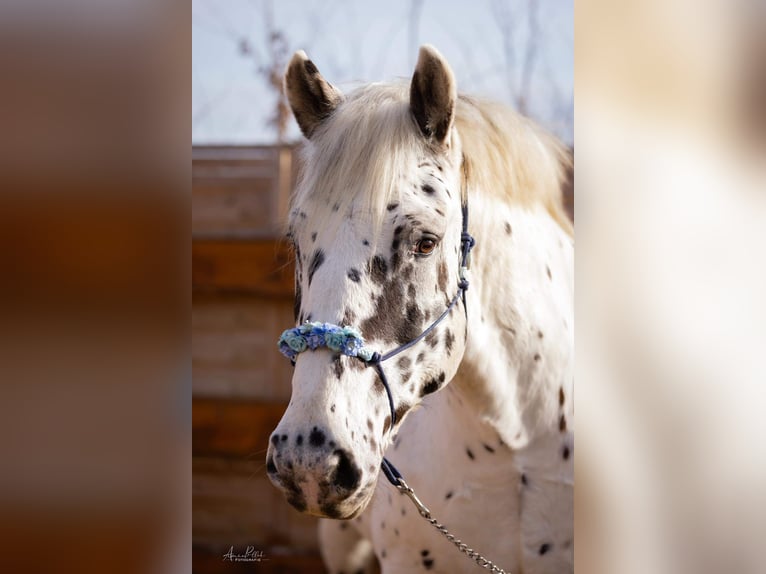Noriker Gelding 10 years 15,3 hh Leopard-Piebald in Nörten-Hardenberg