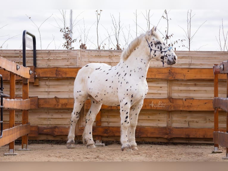 Noriker Gelding 10 years 15,3 hh Leopard-Piebald in Nörten-Hardenberg