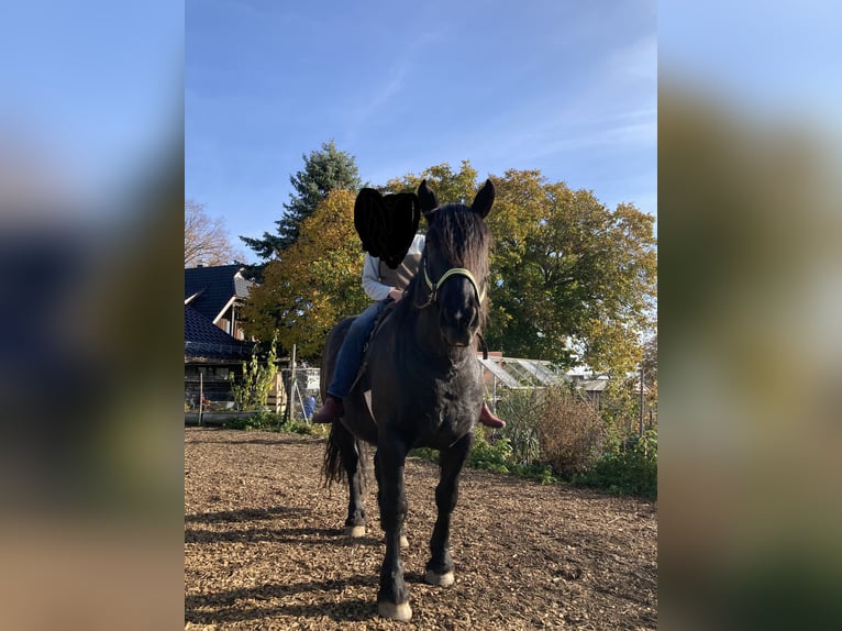 Noriker Gelding 10 years 16.2 hh Black in Sulz am Neckar