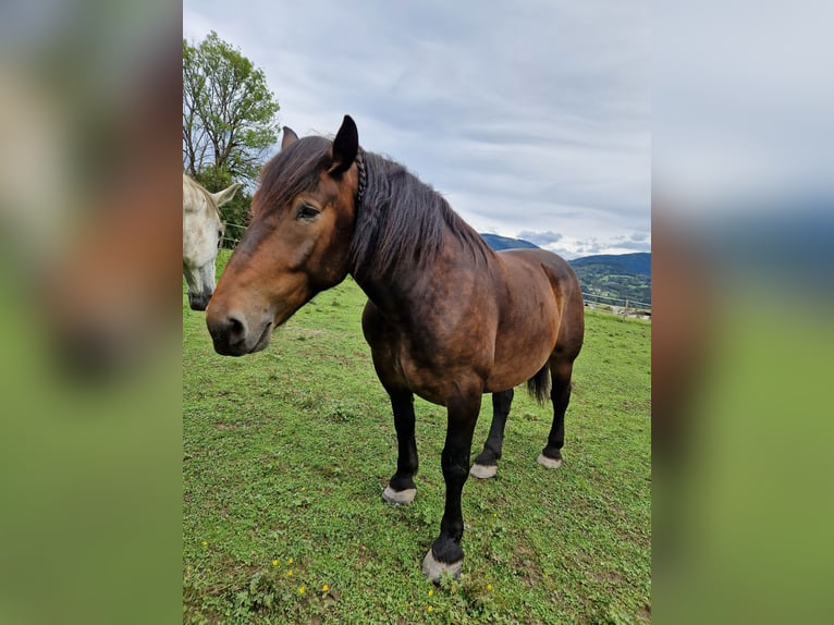 Noriker Gelding 10 years 16,2 hh Brown in Feldkirchen