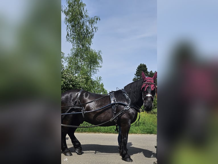 Noriker Gelding 10 years 16,3 hh Black in Schorndorf