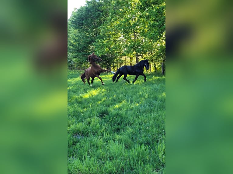 Noriker Gelding 10 years 16 hh Black in Bad Rothenfelde