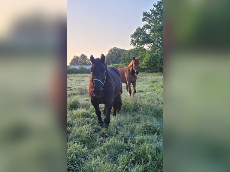 Noriker Gelding 10 years 16 hh Black in Bad Rothenfelde