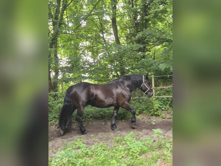 Noriker Gelding 10 years 16 hh Black in Bad Rothenfelde