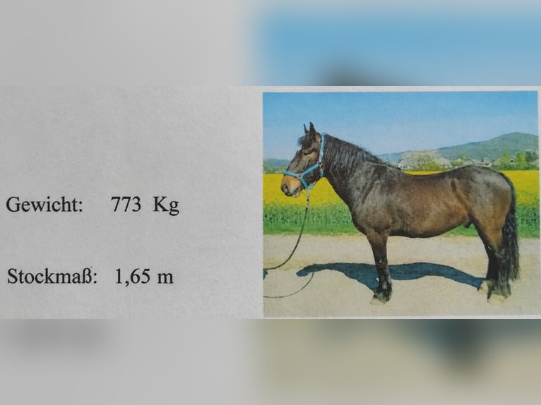 Noriker Gelding 10 years 16 hh Brown in Lampertheim