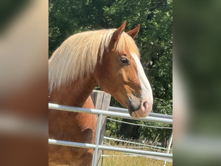 Noriker Gelding 10 years 16 hh Chestnut in BrachttalBrachttal