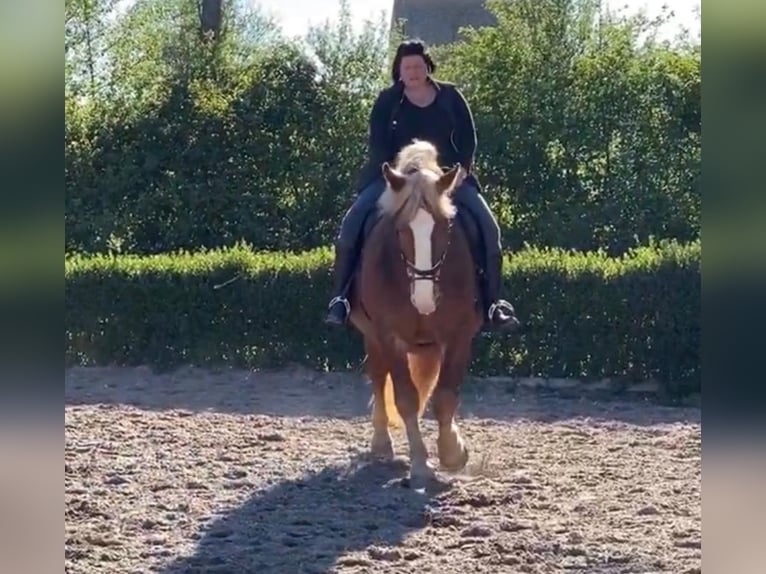 Noriker Gelding 10 years 16 hh Chestnut in BrachttalBrachttal