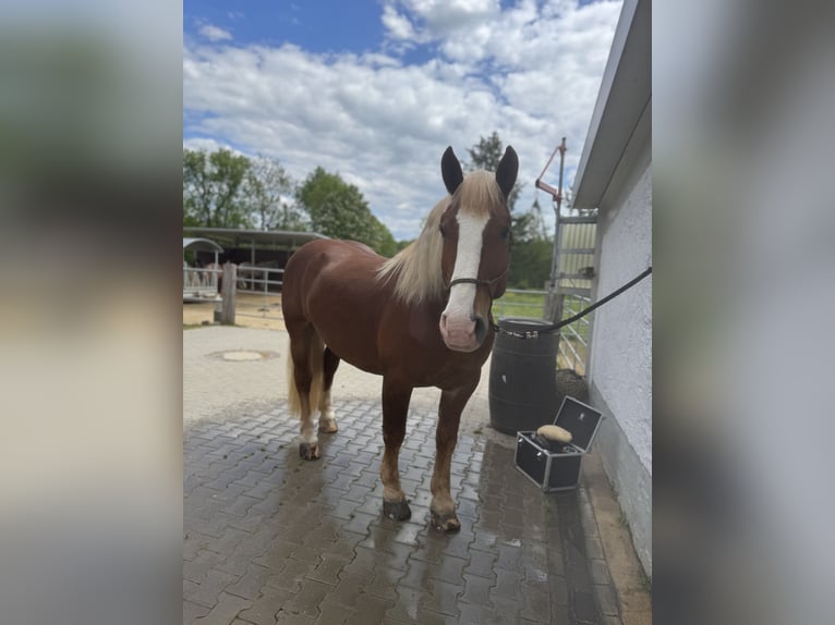 Noriker Gelding 10 years 16 hh Chestnut in BrachttalBrachttal
