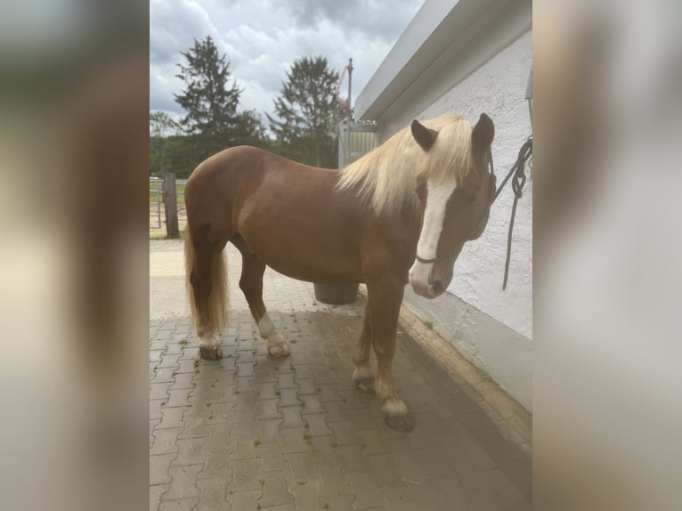 Noriker Gelding 10 years 16 hh Chestnut in BrachttalBrachttal