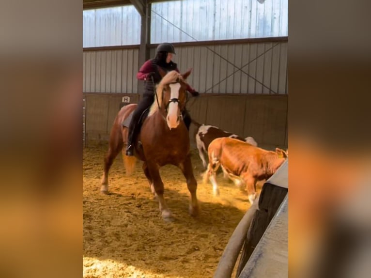 Noriker Gelding 10 years 16 hh Chestnut in BrachttalBrachttal