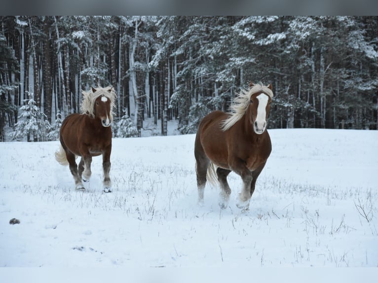 Noriker Gelding 10 years 16 hh Chestnut-Red in Steinreich