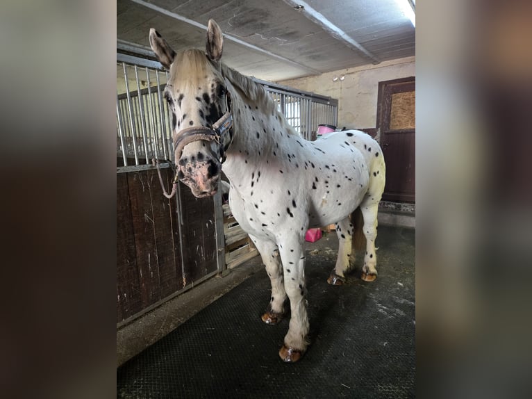 Noriker Gelding 10 years 16 hh Leopard-Piebald in Nörten-Hardenberg