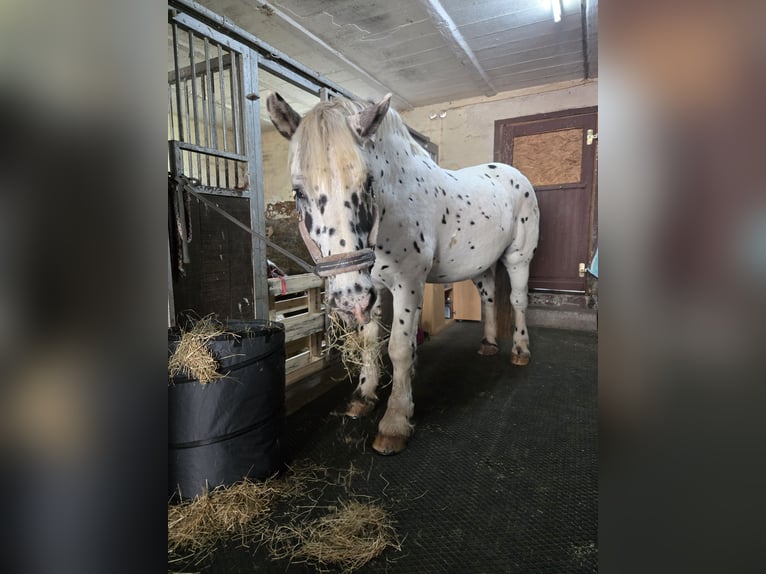 Noriker Gelding 10 years 16 hh Leopard-Piebald in Nörten-Hardenberg