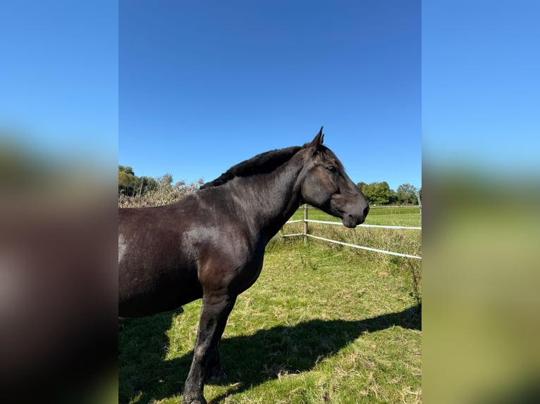 Noriker Gelding 10 years 16,3 hh Black in Welzheim Noriker Gelding 10 years 16,3 hh Black in Welzheim