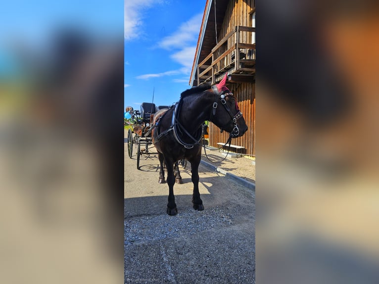 Noriker Gelding 10 years 16,3 hh Black in Welzheim Noriker Gelding 10 years 16,3 hh Black in Welzheim