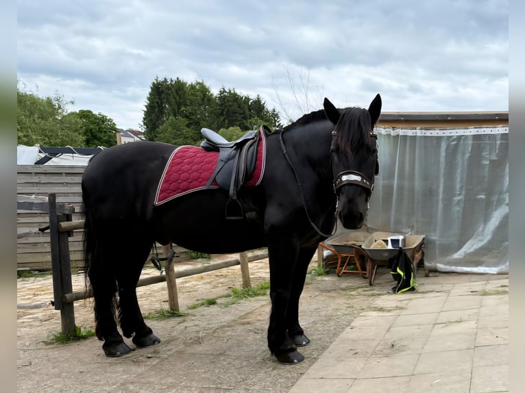 Noriker Gelding 10 years 16,3 hh Black in Welzheim Noriker Gelding 10 years 16,3 hh Black in Welzheim