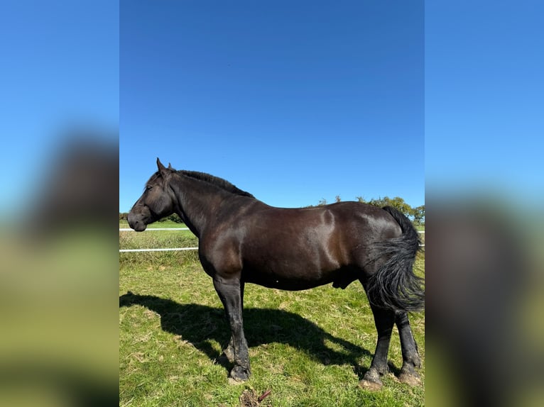 Noriker Gelding 10 years 16,3 hh Black in Welzheim Noriker Gelding 10 years 16,3 hh Black in Welzheim