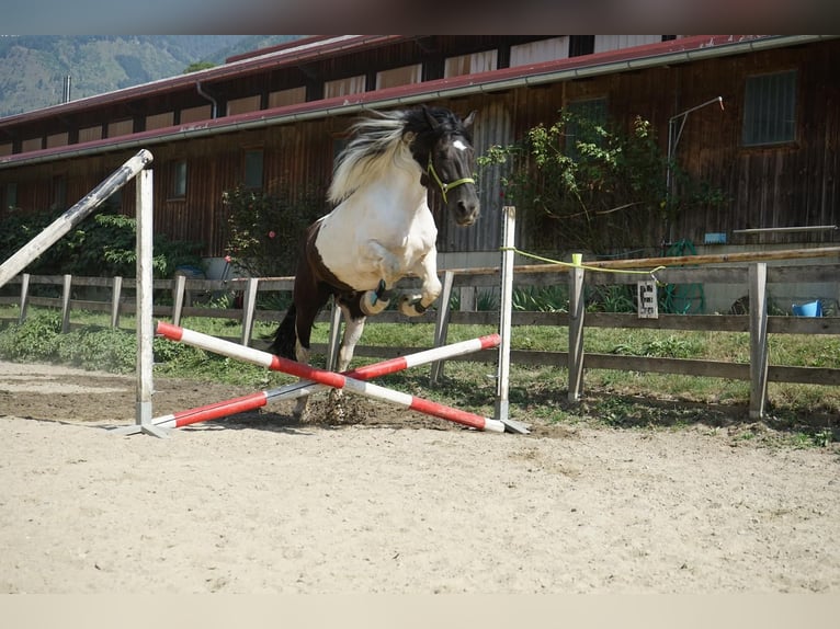 Noriker Mix Gelding 10 years 16,3 hh Pinto in Innerkrems