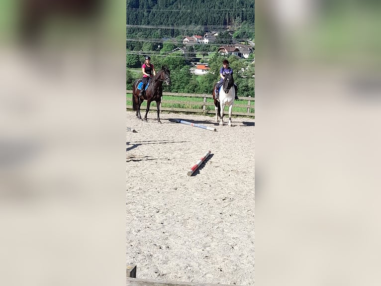 Noriker Mix Gelding 10 years 16,3 hh Pinto in Innerkrems