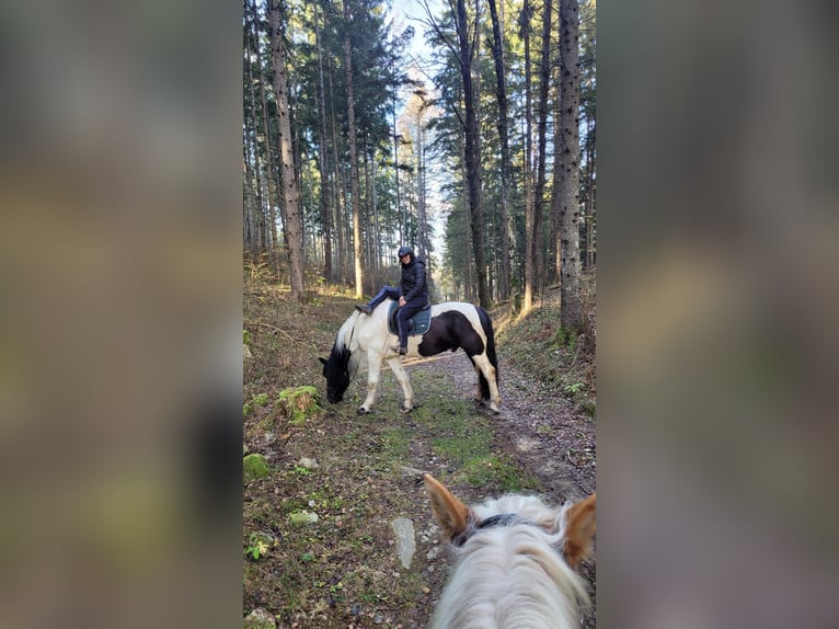Noriker Mix Gelding 10 years 16,3 hh Pinto in Innerkrems
