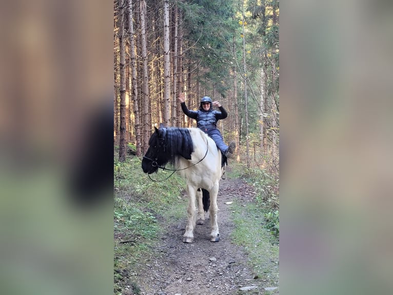 Noriker Mix Gelding 10 years 16,3 hh Pinto in Innerkrems