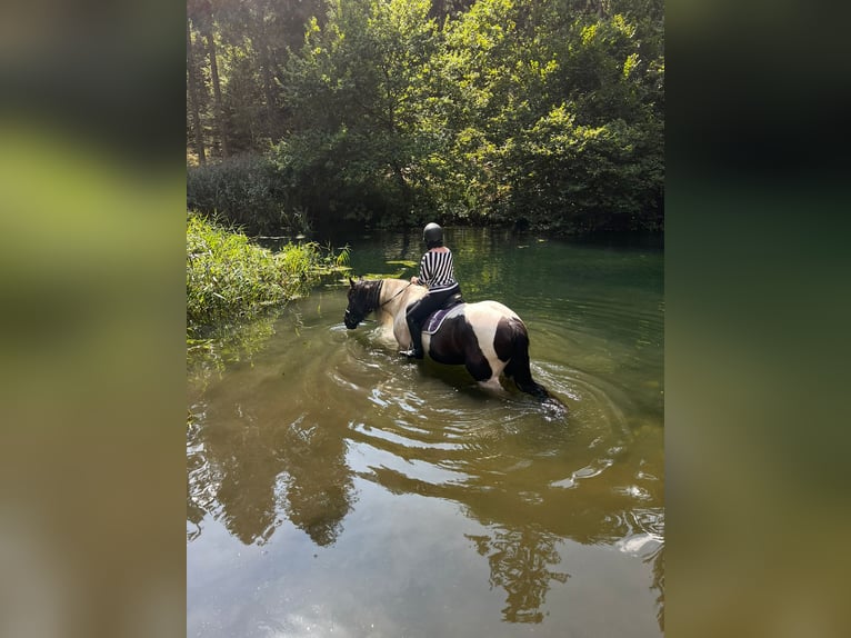Noriker Mix Gelding 10 years 16,3 hh Pinto in Innerkrems