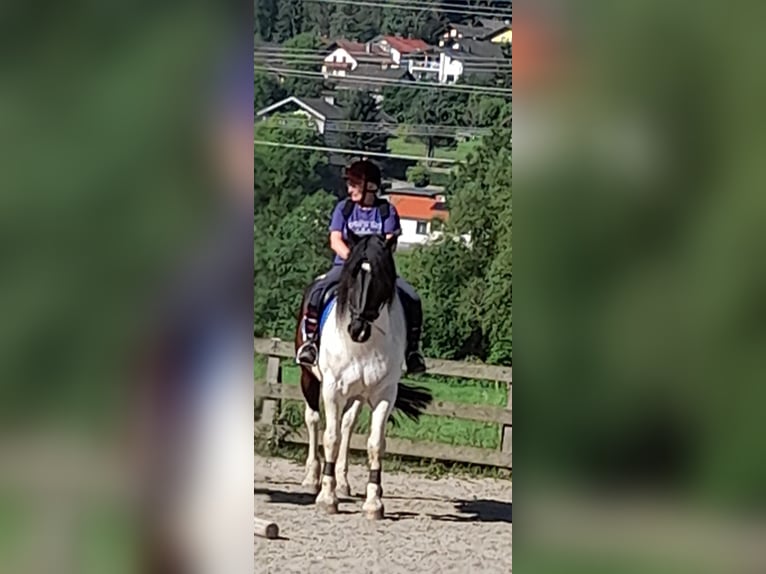 Noriker Mix Gelding 10 years 16,3 hh Pinto in Innerkrems