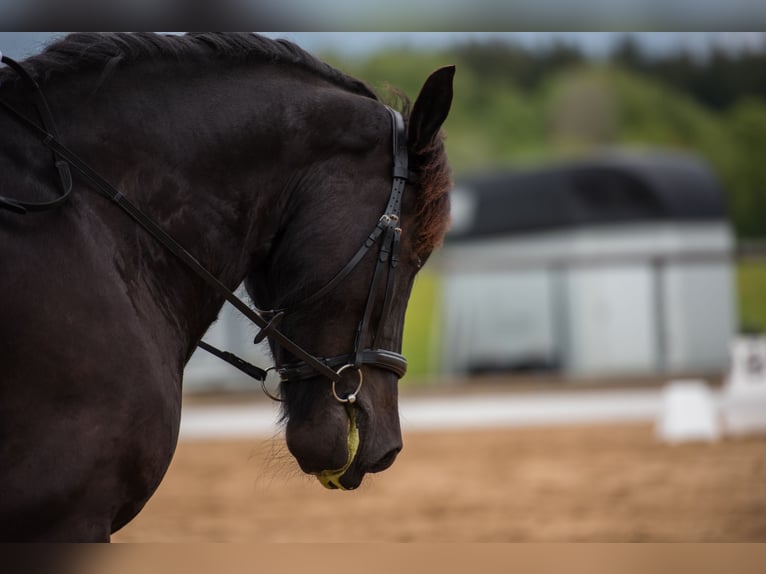 Noriker Gelding 10 years 17 hh Black in Weyarn