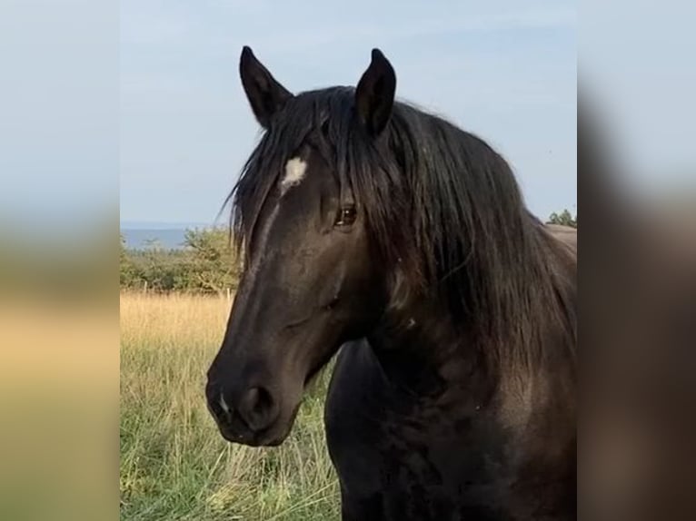 Noriker Gelding 10 years 17 hh Black in Sulz am Neckar