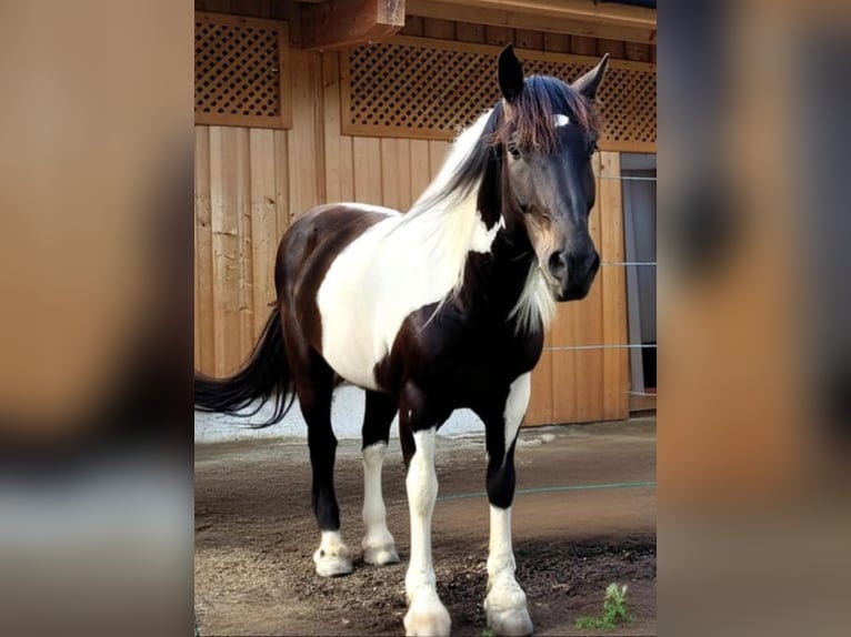 Noriker Gelding 11 years 15,1 hh Pinto in Kundl