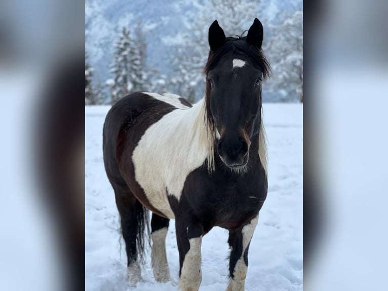 Noriker Gelding 11 years 15,1 hh Pinto in Kundl