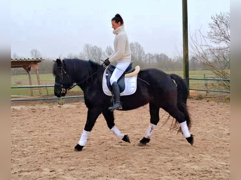 Noriker Gelding 11 years 15,2 hh Black in Issum