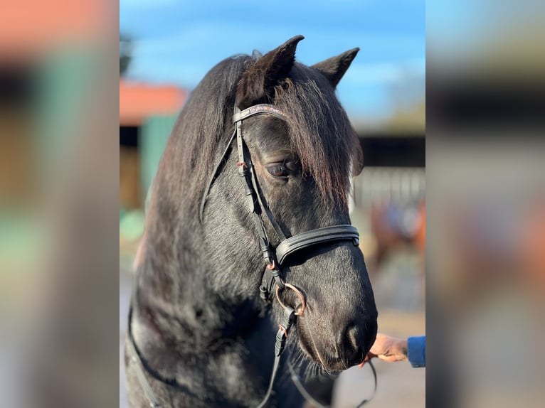 Noriker Gelding 11 years 15,2 hh Black in Issum