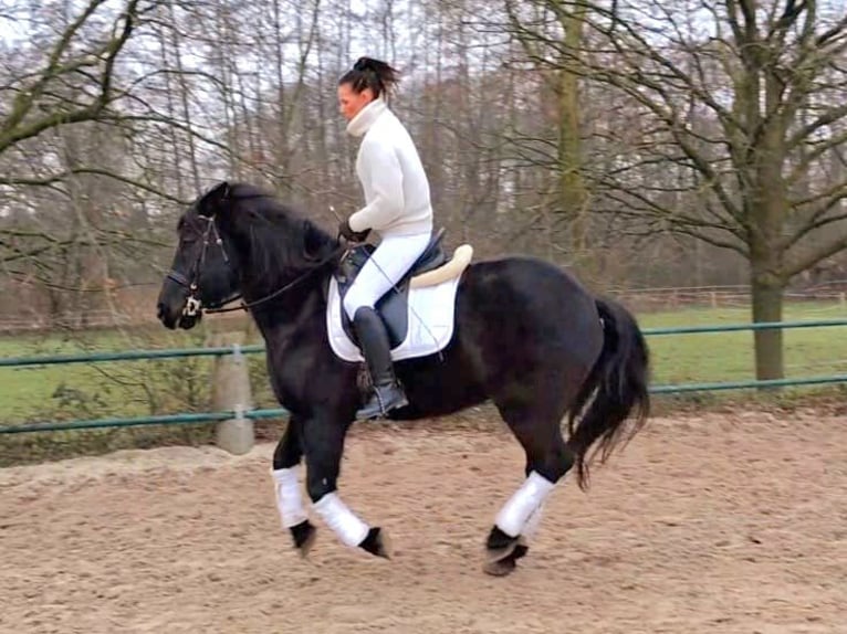 Noriker Gelding 11 years 15,2 hh Black in Issum