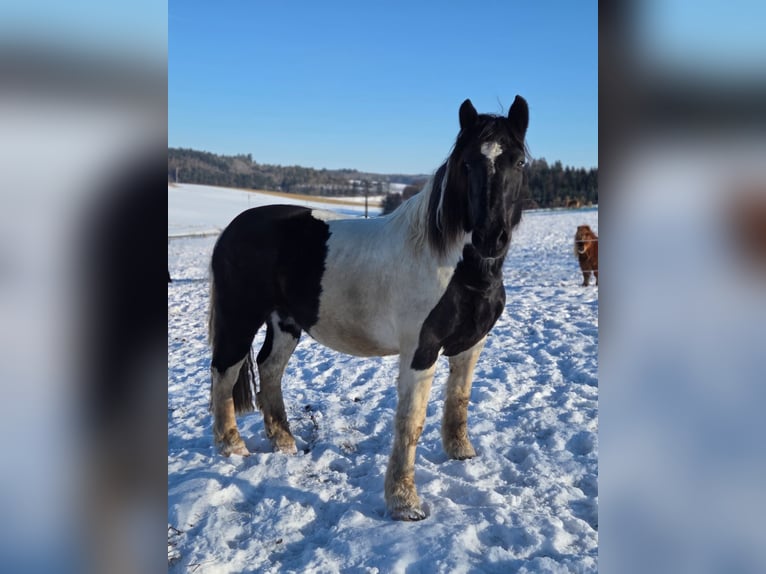 Noriker Gelding 11 years 15,1 hh Pinto in Mengkofen
