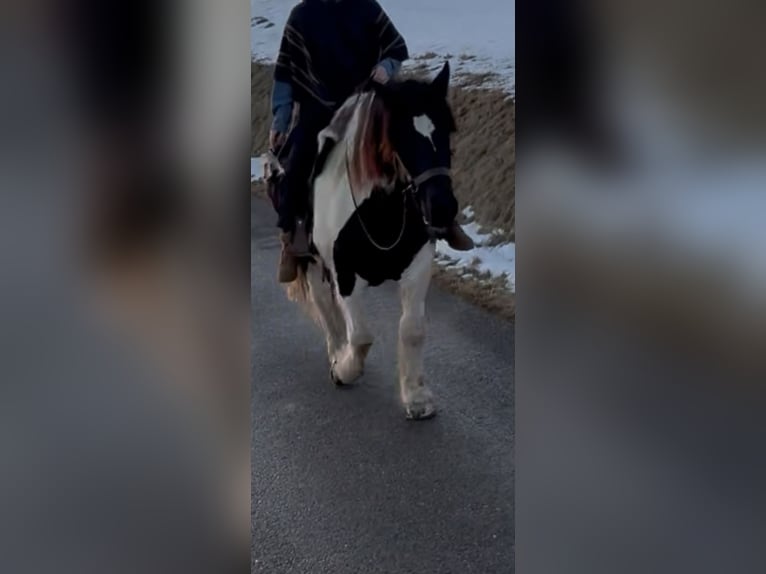 Noriker Gelding 11 years 15,1 hh Pinto in Mengkofen