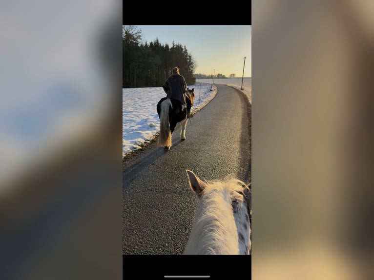 Noriker Gelding 11 years 15,1 hh Pinto in Mengkofen