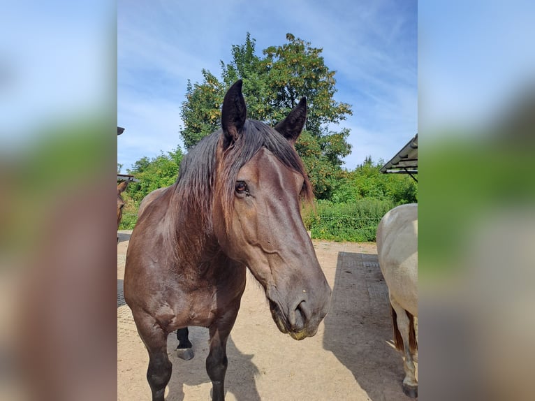 Noriker Gelding 11 years 16 hh Brown in Bad Endbach