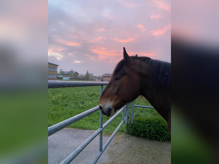 Noriker Gelding 12 years 15,3 hh Brown in St. Johann in Tirol