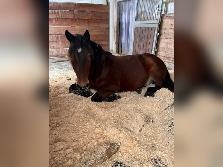 Noriker Gelding 12 years 15,3 hh Brown in St. Johann in Tirol