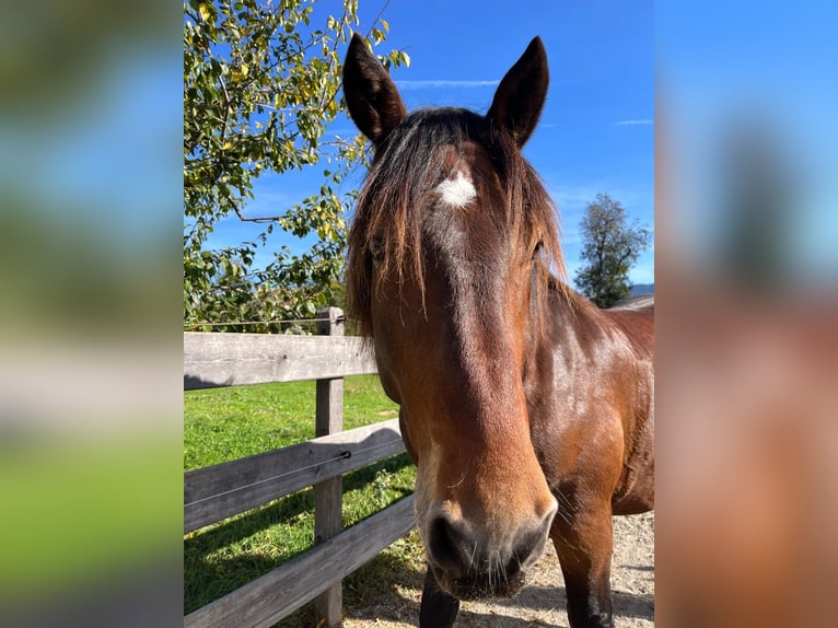 Noriker Gelding 12 years 15,3 hh Brown in St. Johann in Tirol