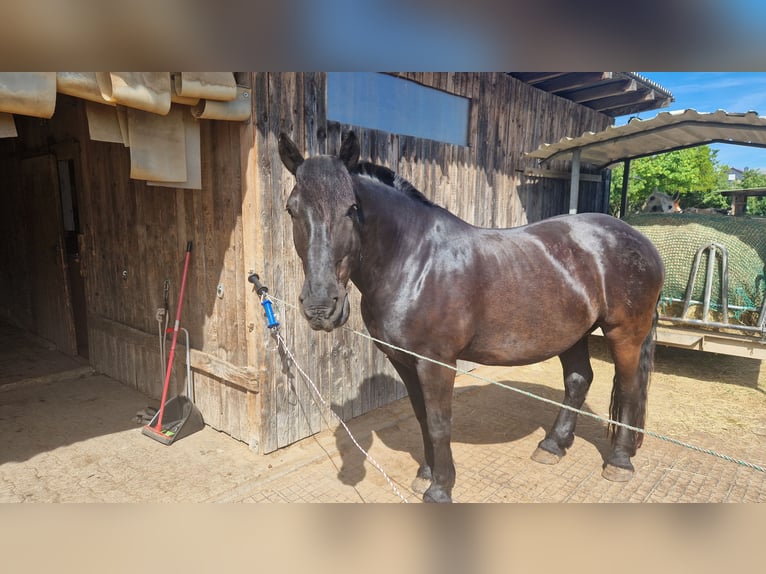 Noriker Gelding 12 years 16 hh Black in Büttelborn