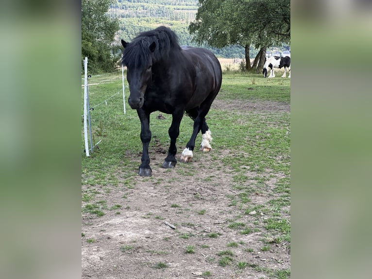 Noriker Gelding 12 years 16 hh Black in Haiger