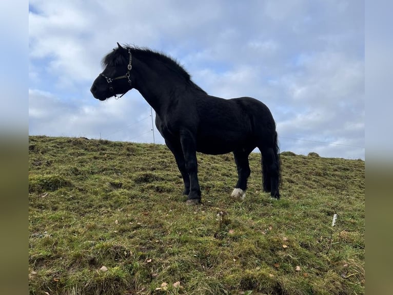 Noriker Gelding 12 years 16 hh Black in Haiger